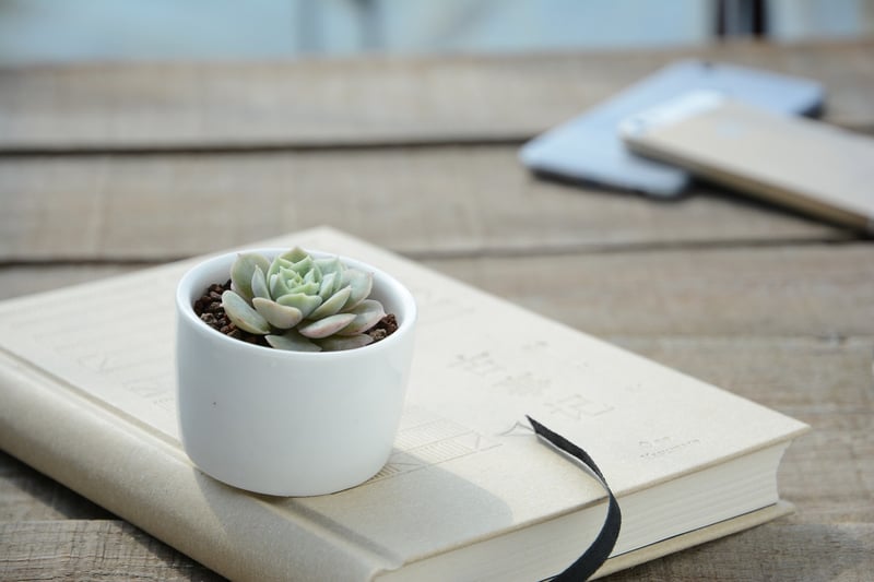 Indoor Plants