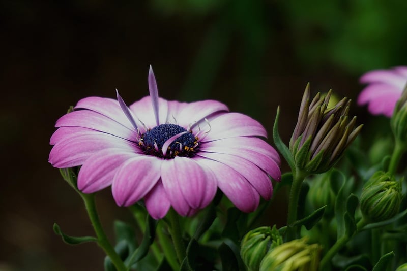Botanical Art