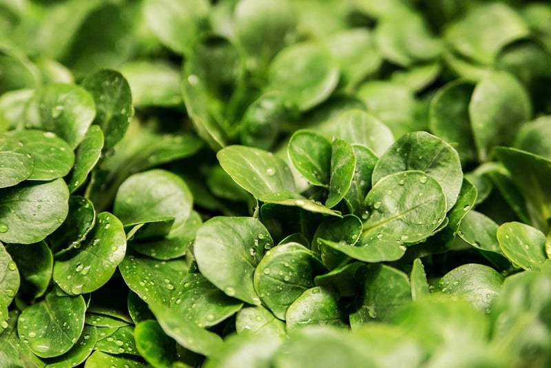 Edible Landscaping