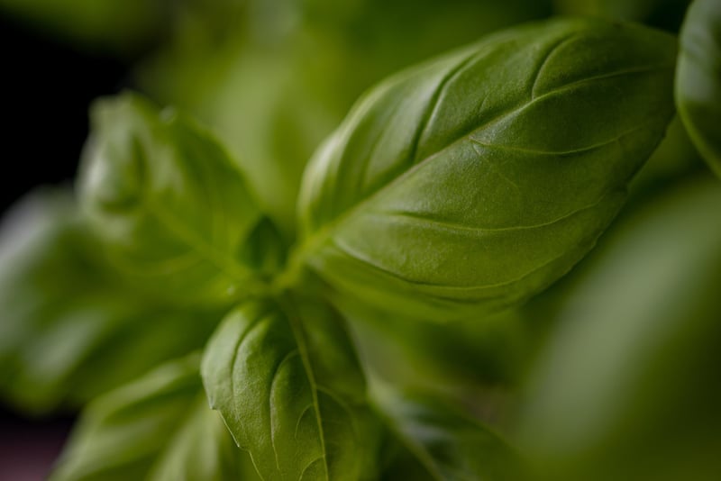 Herb Spiral