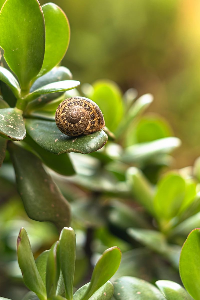 Plants