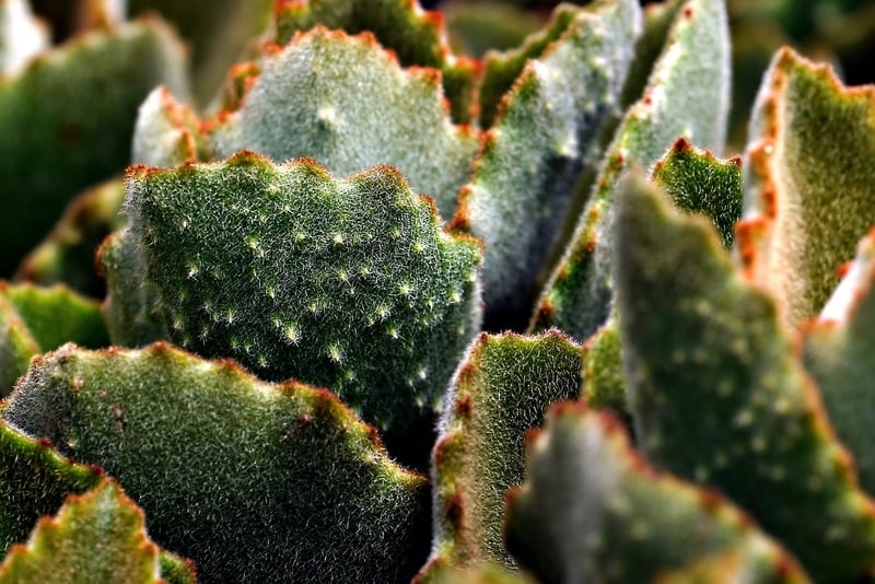 Succulent Garden